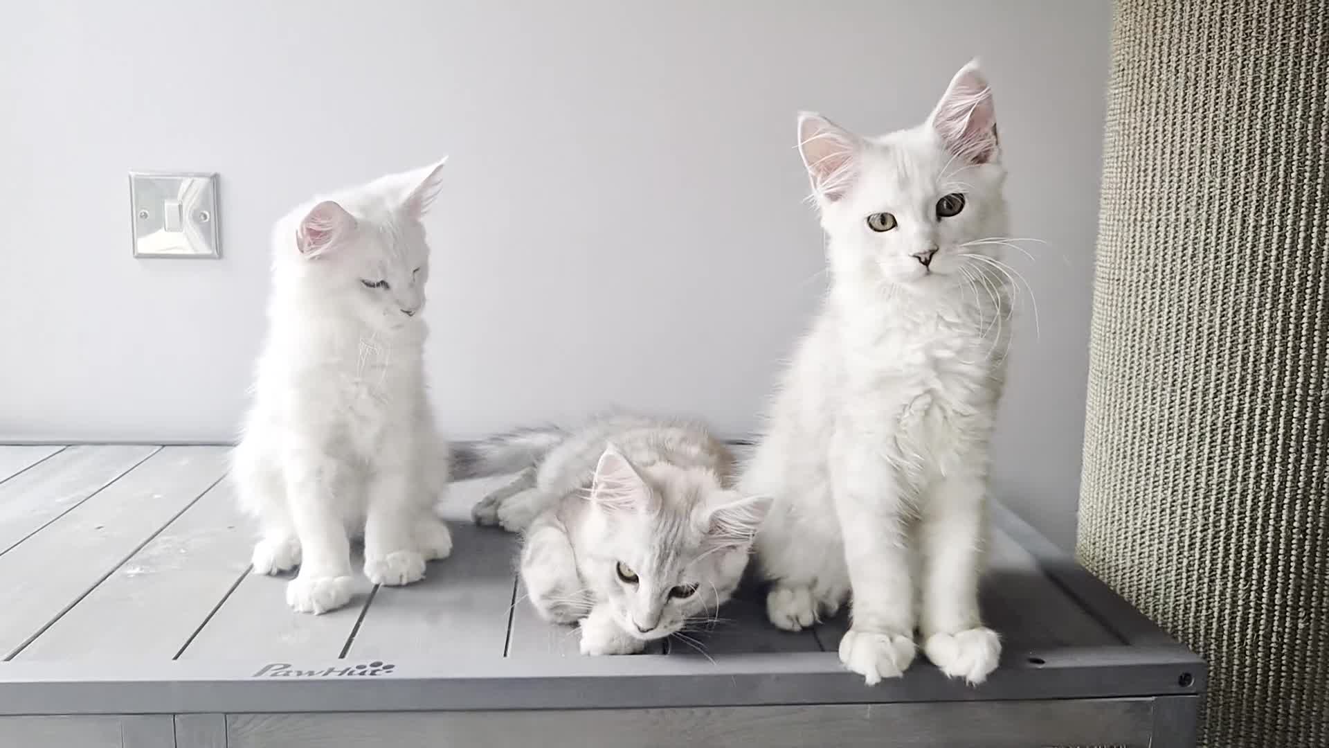 Maine Coon cats for sale: Maine Coon Kittens Looking for Loving Homes - Video 1