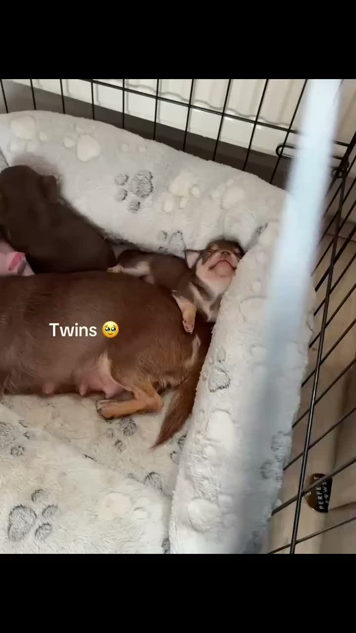 Chihuahua dogs for sale: KC registered chihuahua puppies 2 boys ❤️ in Corby - Video 1