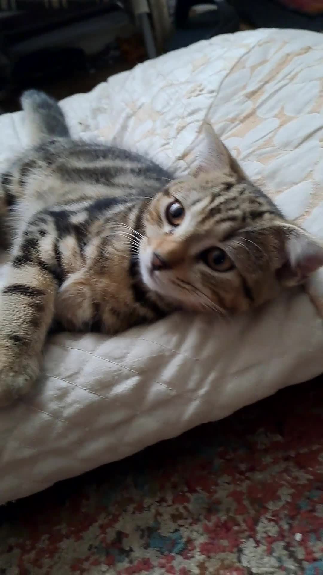 Scottish Fold cats for sale: Beautiful kittens ready for forever loving homes  - Video 1