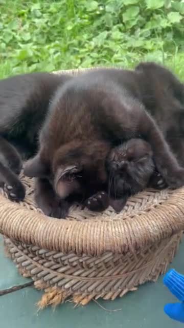 British Shorthair cats for sale: 1 half british shorthair kittens - Video 2