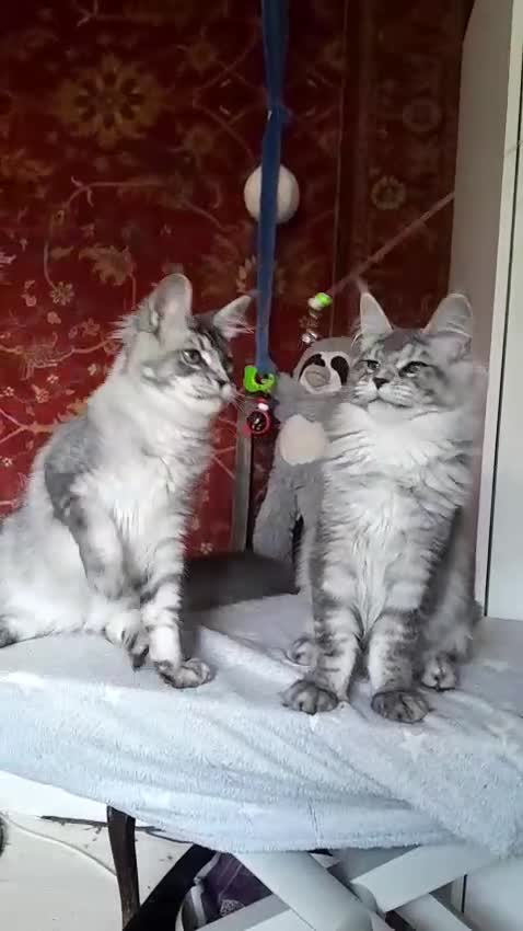 Maine Coon cats for sale: Black silver mackerel poly Girls TICA maine coon - Video 3