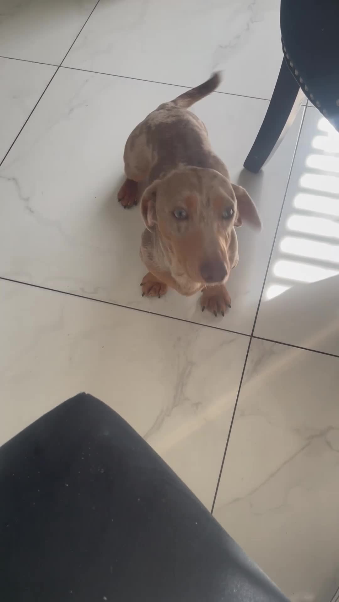 Miniature Dachshund dogs for sale: Isabella dapple boy - Video 1