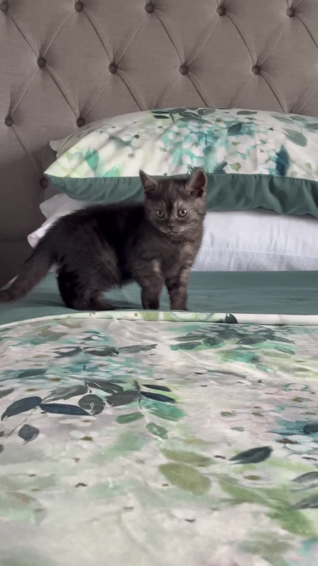 Scottish Fold cats for sale: 🐾Last 3 Scottish Fold/Straight kittens - Video 3