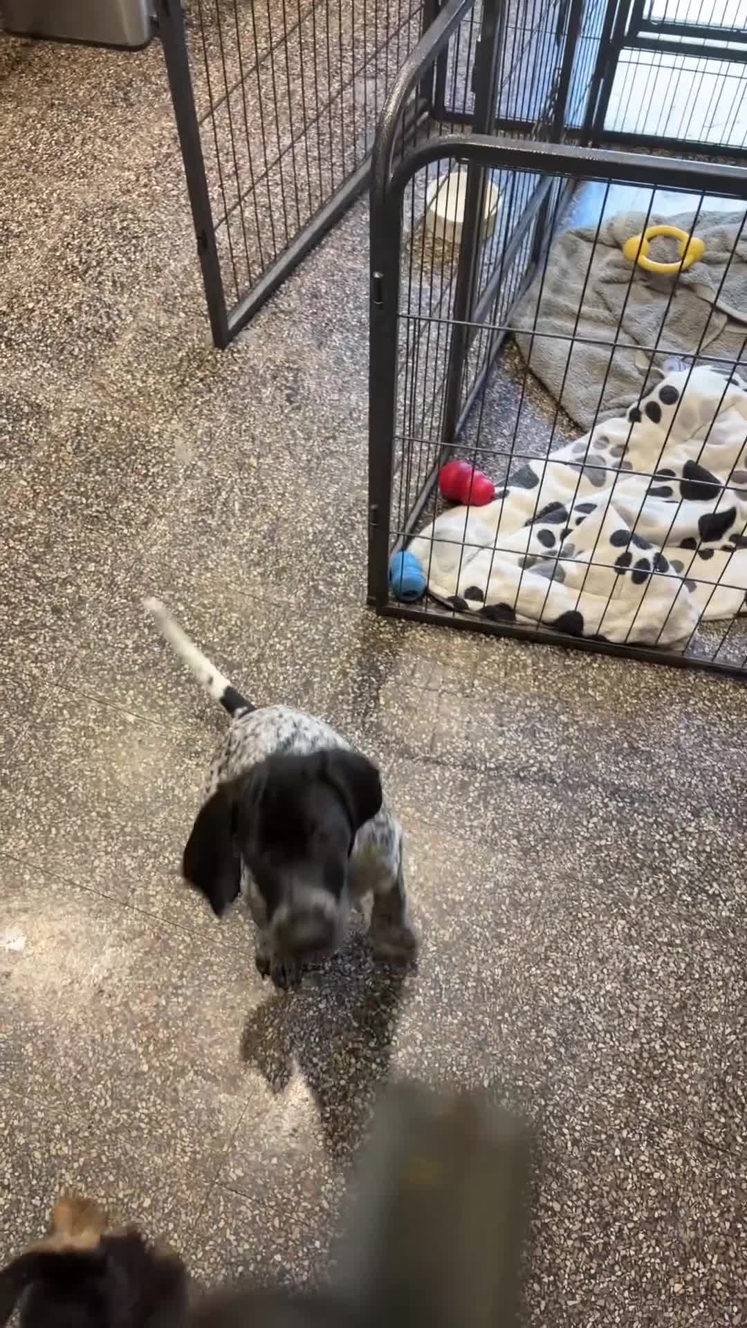 Cocker Spaniel dogs for sale: 11 week KC GERMAN SHORTHAIRED POINTER BOY - Video 1
