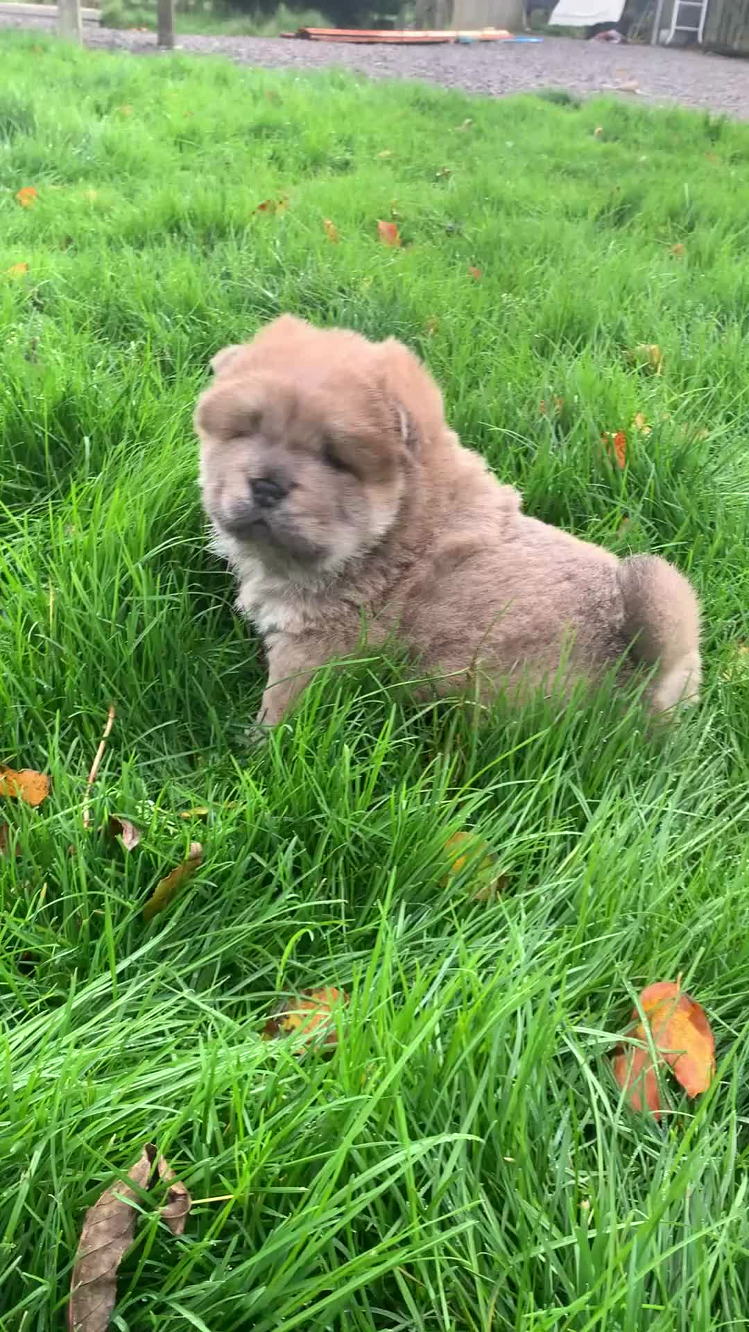Chow Chow dogs for sale: Stunning male kc chow chow  - Video 1
