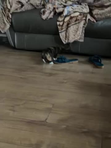 Mixed Breed cats for sale: Cookie Calico Kitten - Video 1