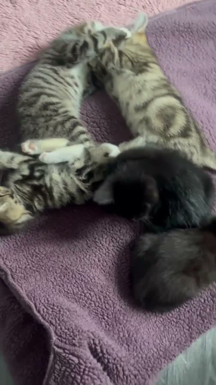 Mixed Breed cats for sale: Kittens  - Video 2
