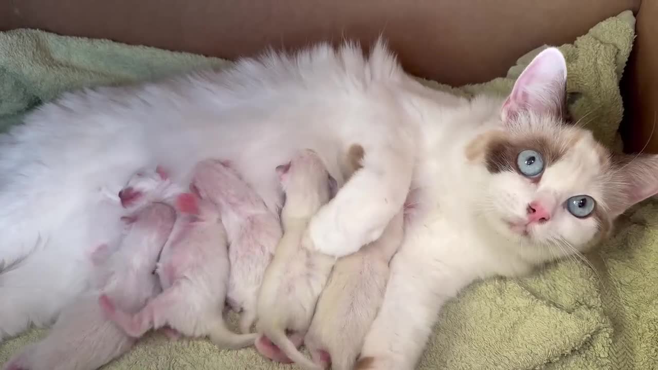 Ragdoll cats for sale: GCCF Registered Ragdoll Kittens - Video 1
