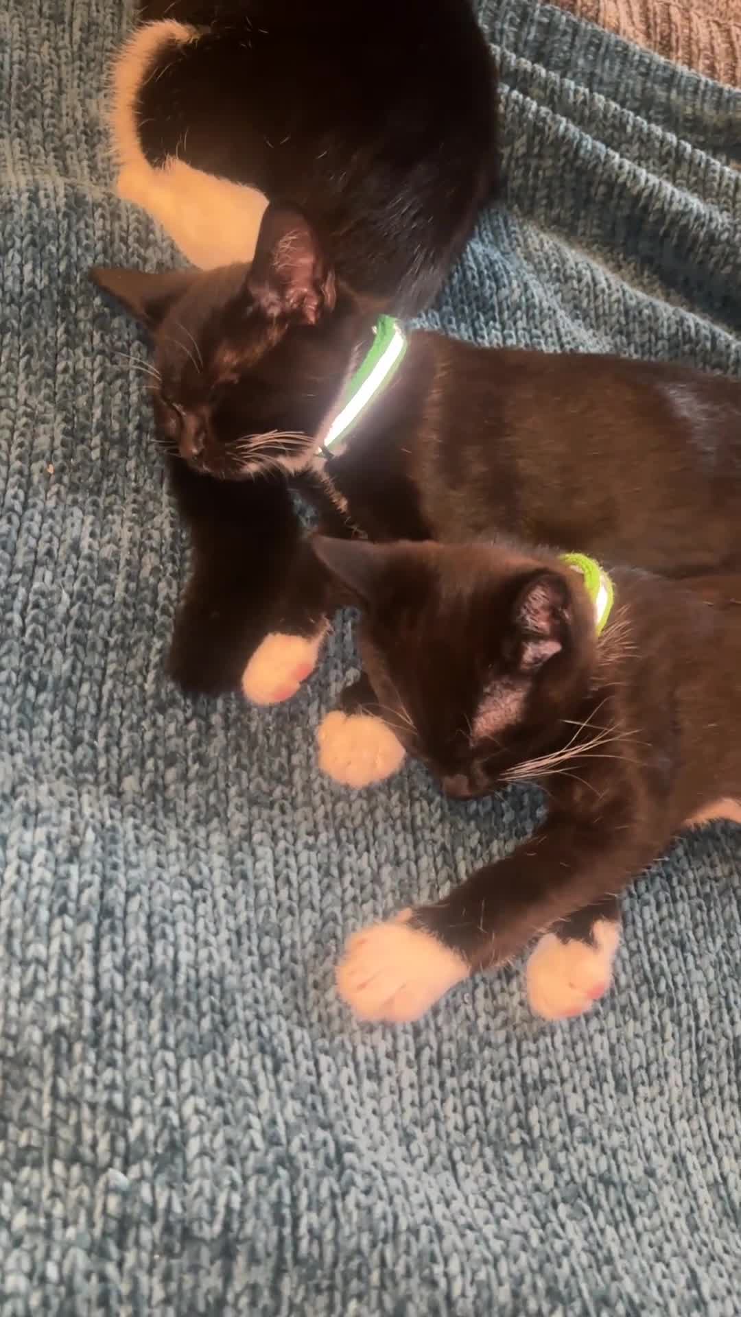 Mixed Breed cats for sale: Two handsome boys - Video 1