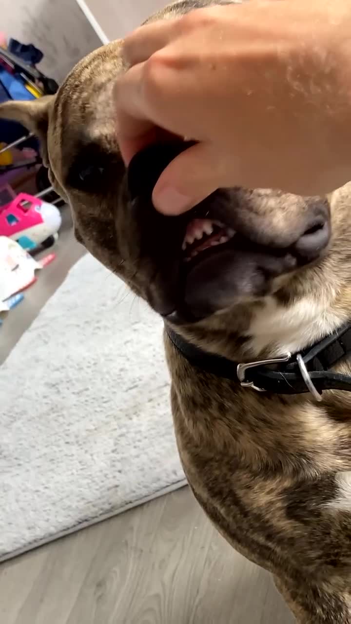 Mixed Breed dogs for sale: Rufus the pocket bully  in Hull - Video 3