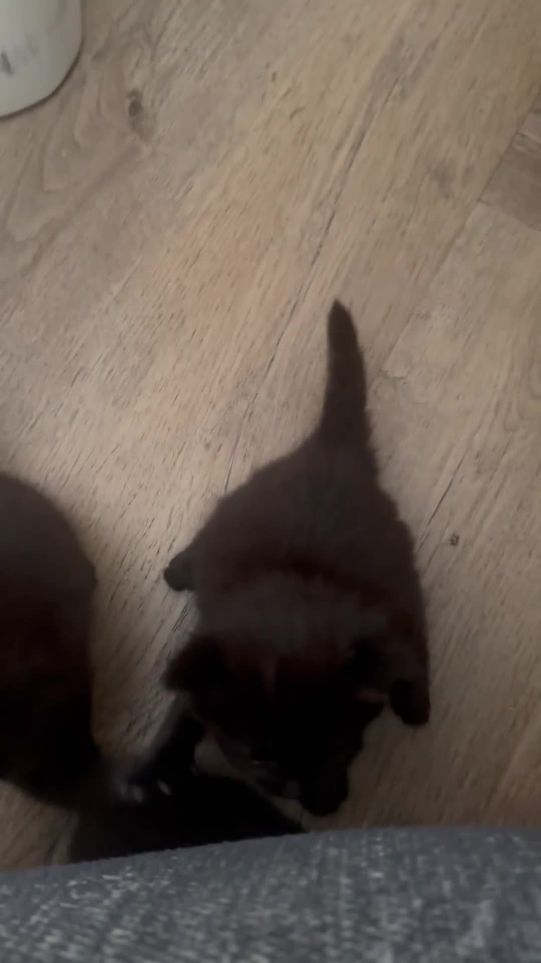 British Longhair cats for sale: British shorthair kittens  - Video 1