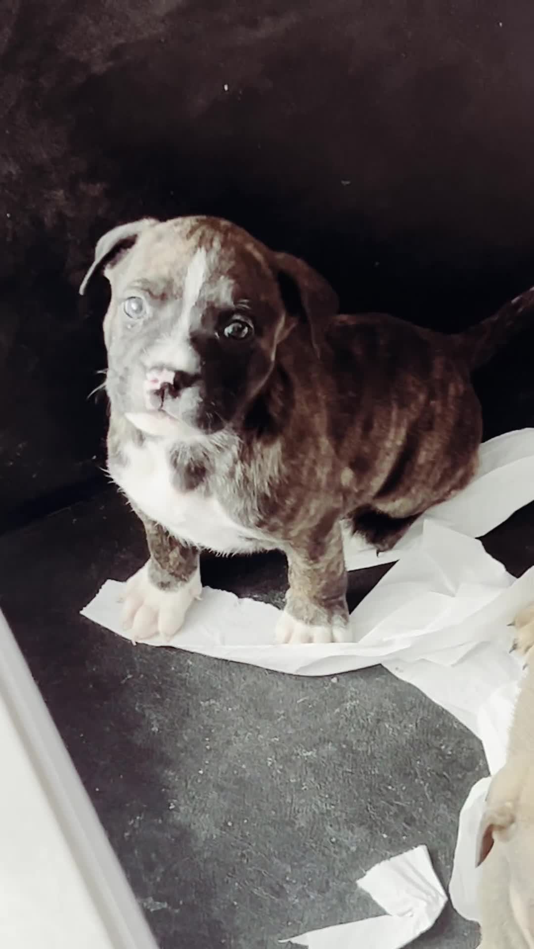 Mixed Breed dogs for sale: Absolutely beautiful litter of 11 pups  - Video 2