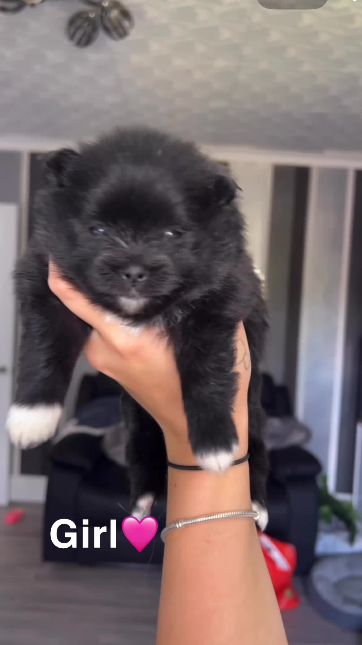 Pomeranian dogs for sale: 4 beautiful teddy bear poms  in Wakefield - Video 1