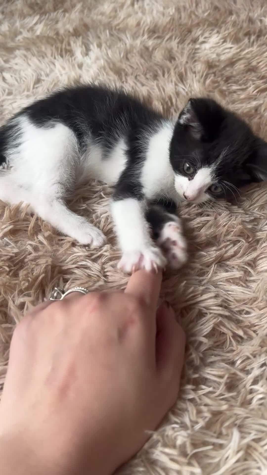 Domestic Shorthair cats for sale: Male kitten - last in the litter  - Video 1