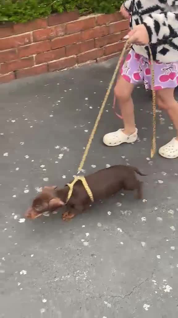 Miniature Dachshund dogs for sale: smooth coat mini Daxi’s toilet and lead trained - Video 1