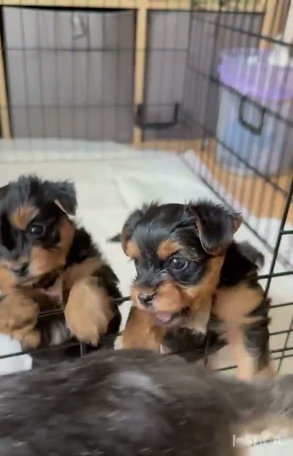 Yorkshire Terrier dogs for sale: Yorkshire Terrier Puppies for Sale - Video 1