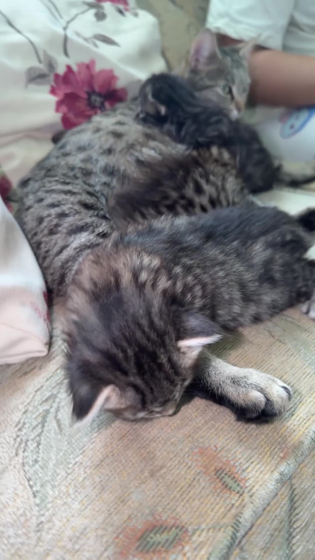 Mixed Breed cats for sale: Exotic Kittens For Sale in Aylesbury - Video 1