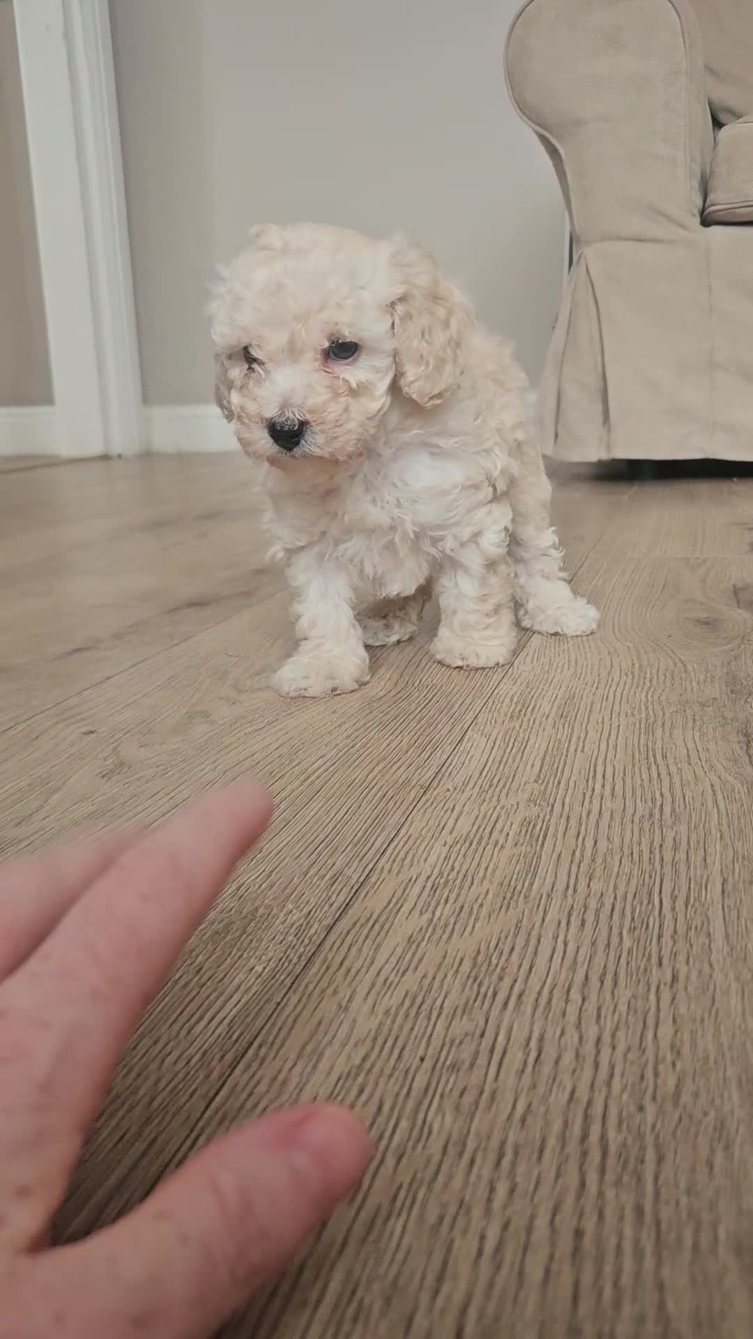 Toy Poodle dogs for sale: Toy poodle puppies 🩷💙  - Video 2