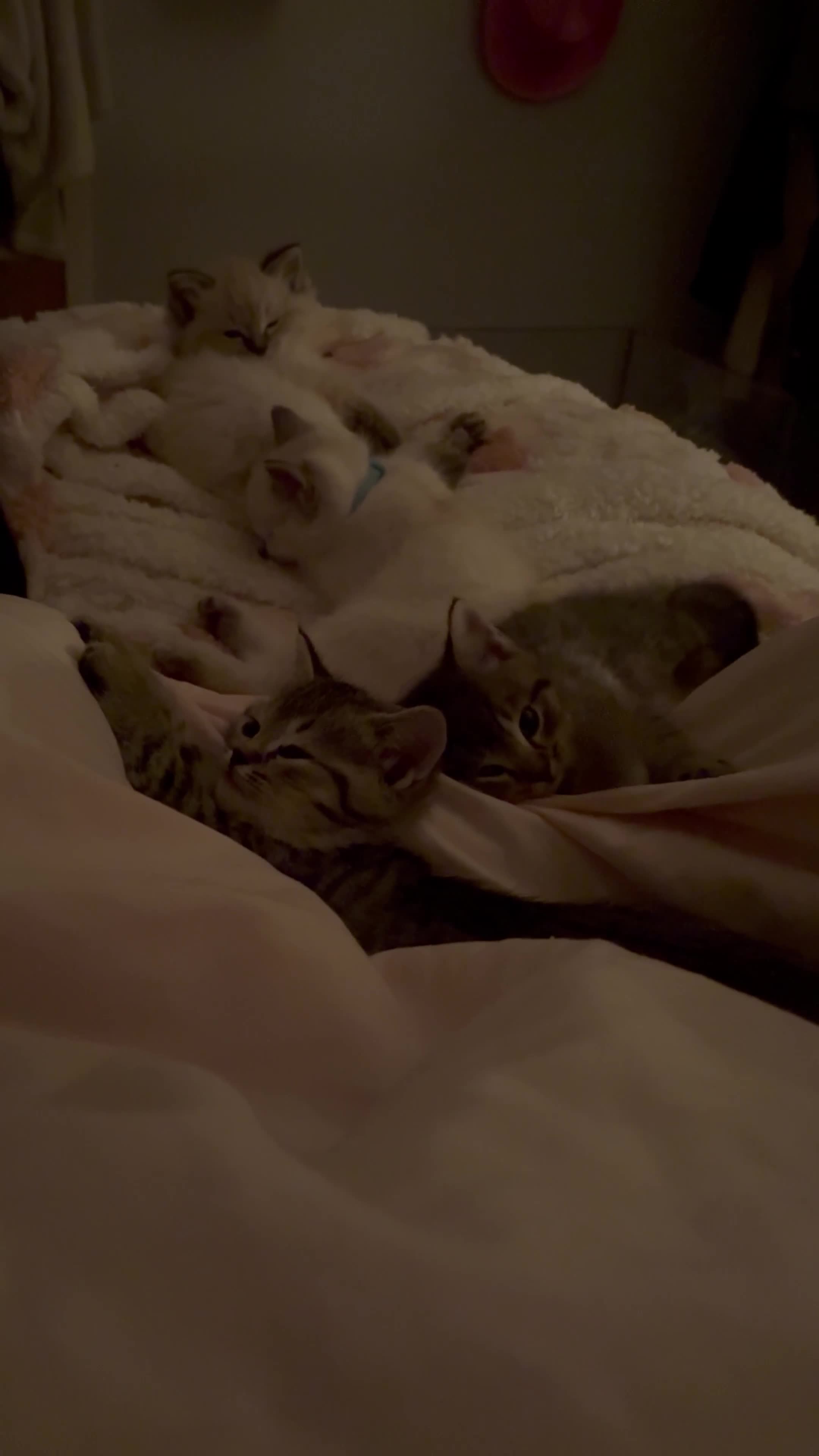 Mixed Breed cats for sale: BSH x Ragdoll Kittens READY NOW in North Shields - Video 4