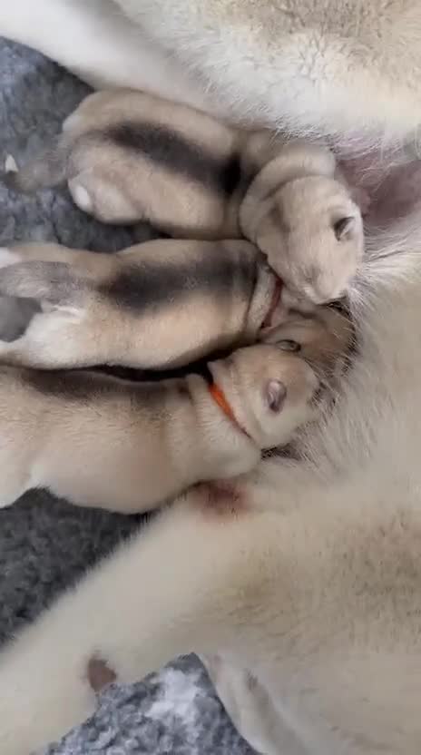 Siberian Husky dogs for sale: ✨ Exceptional Pedigree Siberian Husky Puppies ✨ - Video 1