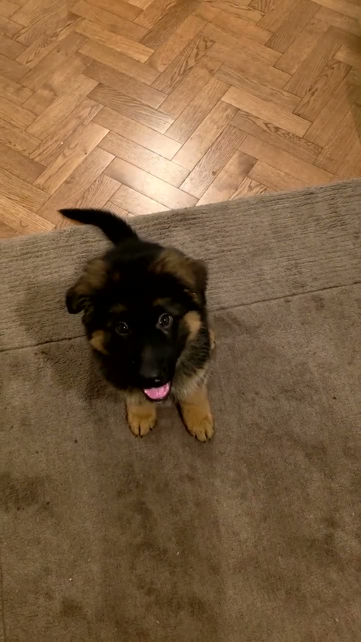 German Shepherd dogs for sale: Long hair German Shepherd puppy full health tests - Video 3