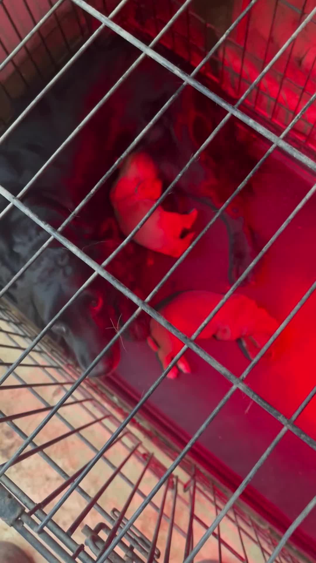 Cocker Spaniel dogs for sale: Working cocker spaniel puppies ready now! - Video 1