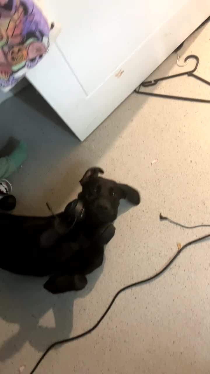 Mixed Breed dogs for sale: My Odi - Video 2