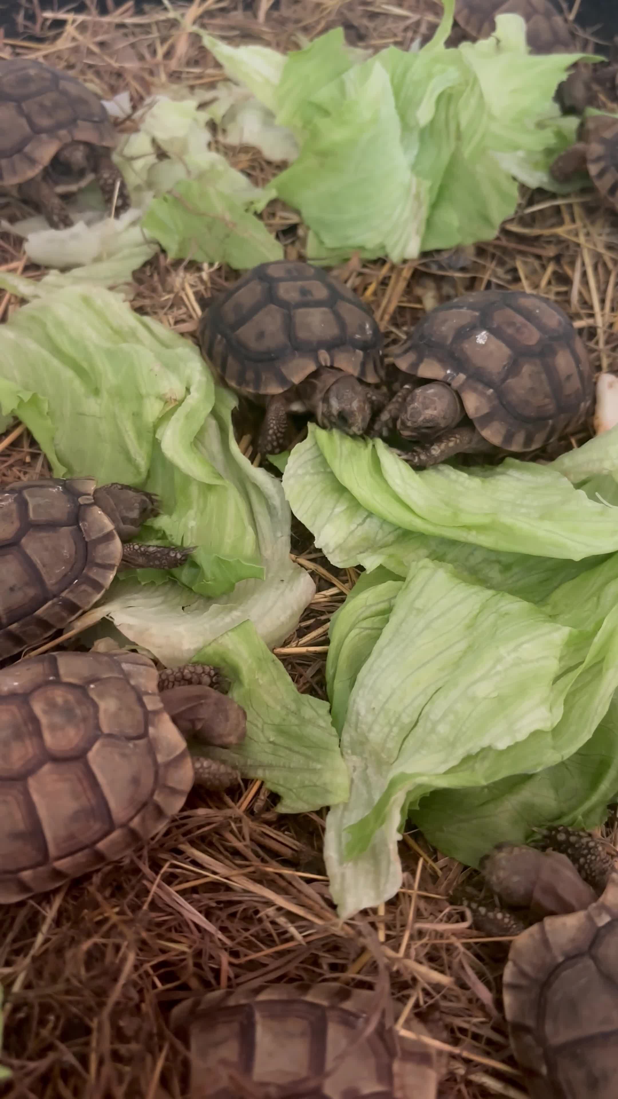 Tortoise reptiles for sale: Tortoise - Video 1
