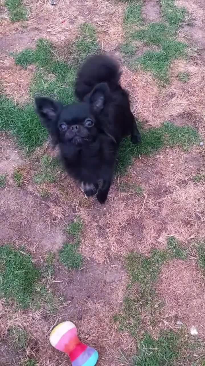 Chihuahua dogs for sale: ❤️‍🔥Long-coat Girl❤️‍🔥DNA tested❤️‍🔥PET only!! - Video 1