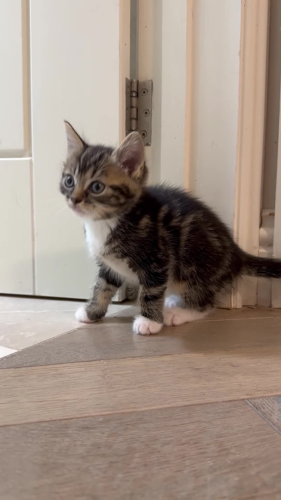 Mixed Breed cats for sale: 3 Gorgeous Ragdoll Cross Kittens🐾💙💙💗 - Video 3