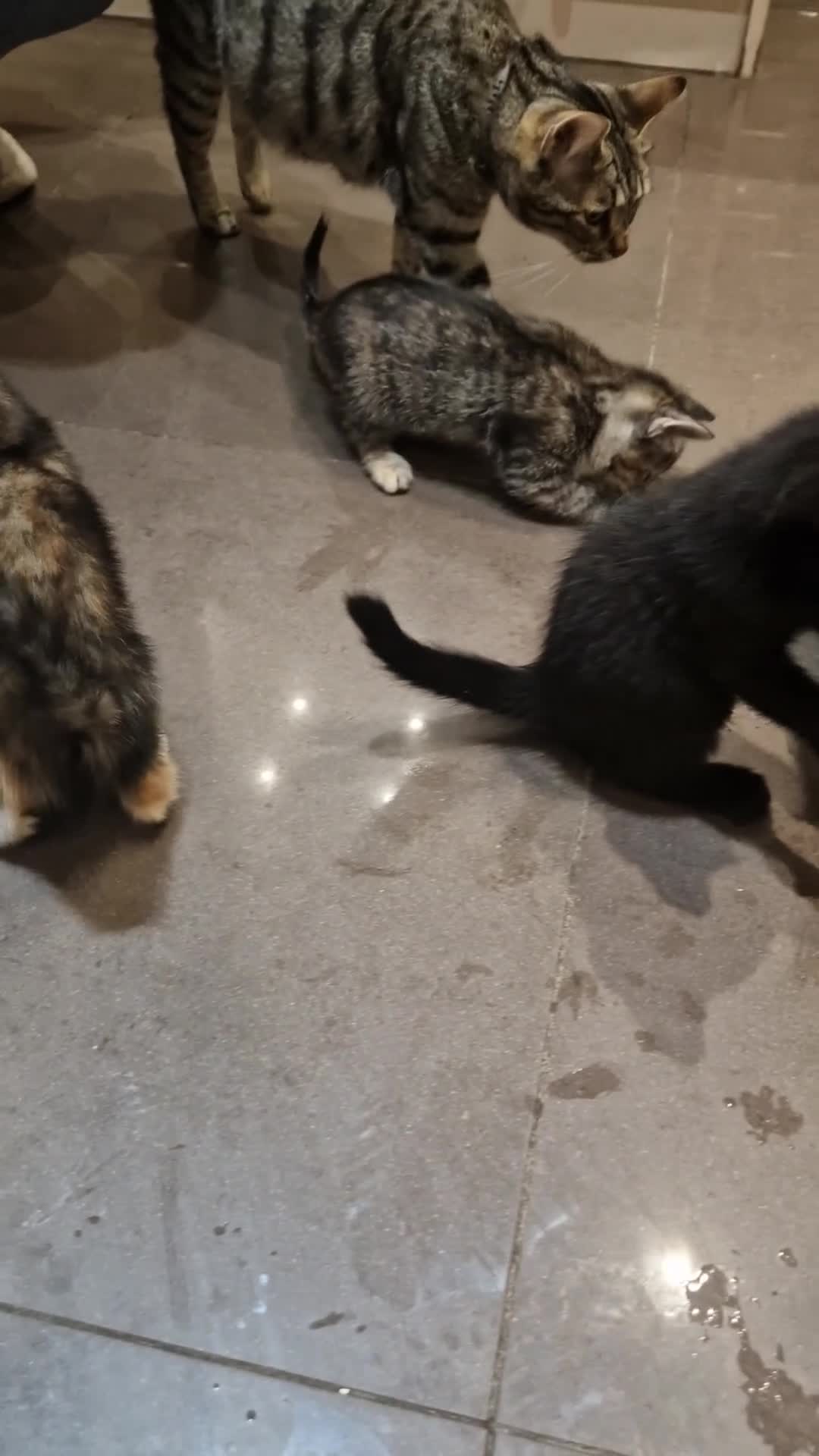 Mixed Breed cats for sale: Adorable Kittens Ready for Their New Homes! 🐾 - Video 1
