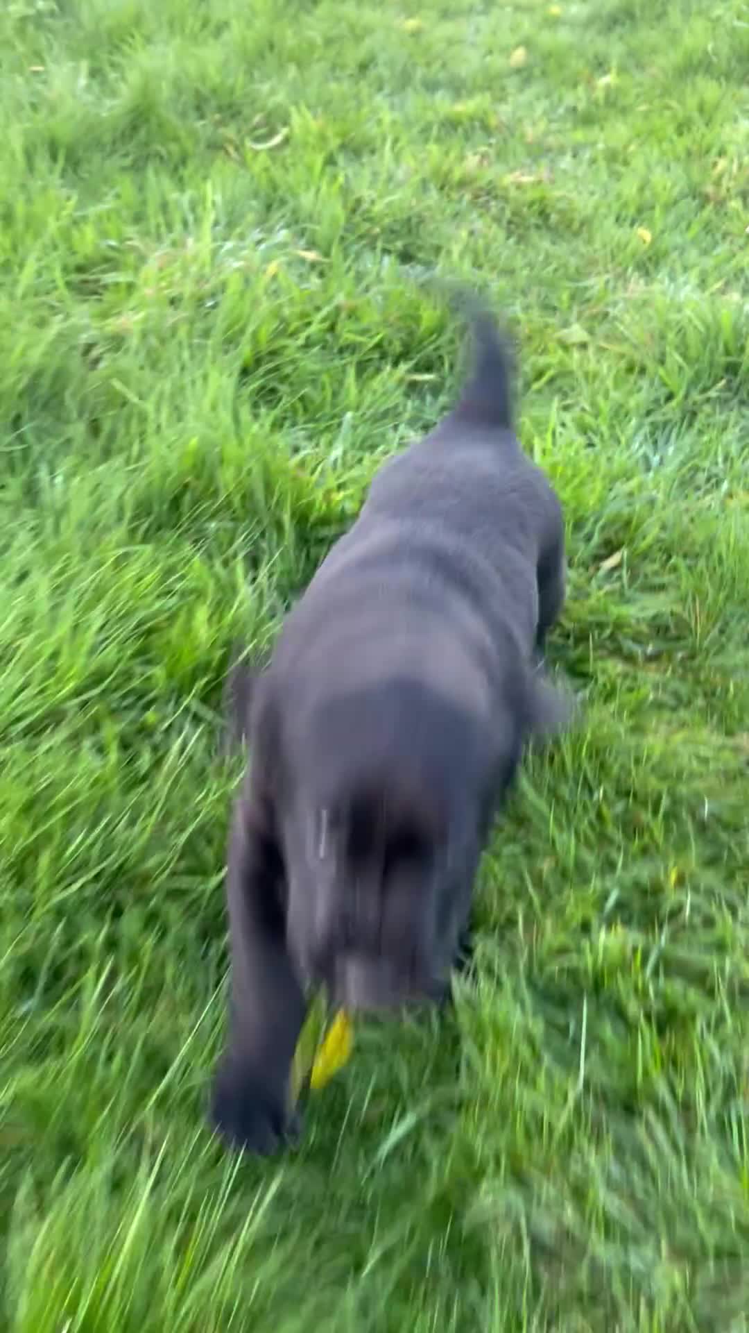 Labrador Retriever dogs for sale: Handsome KC Reg Black Labrador Dog Puppy  - Video 1