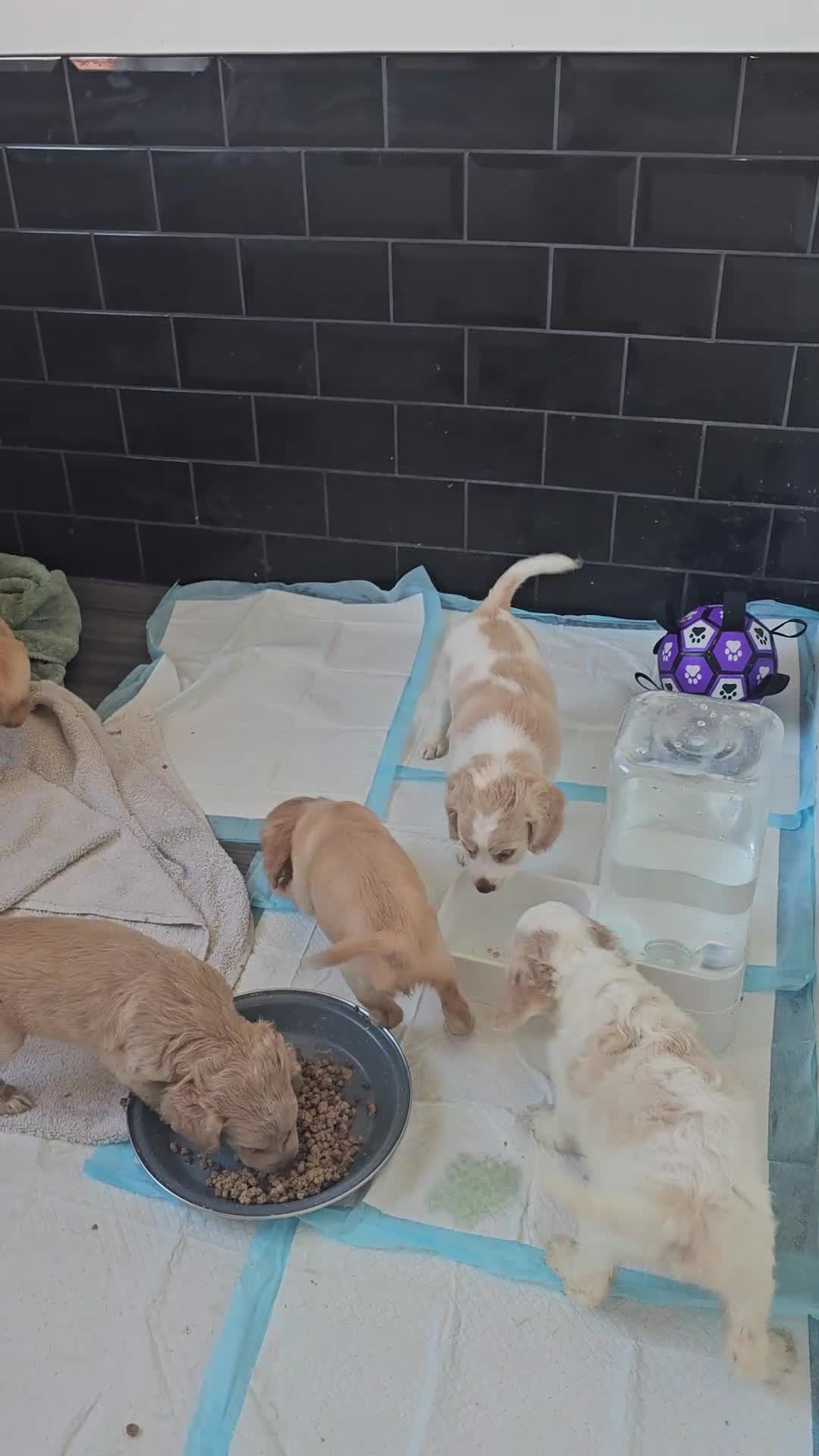 Cockapoo dogs for sale: Cockapoo puppoes - Video 1