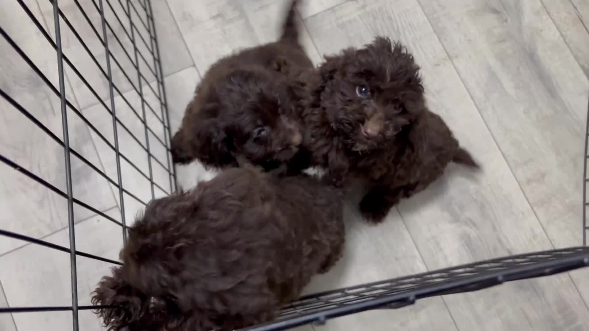 Cockapoo dogs for sale: Quality Chocolate Cockapoos Pups - Video 1