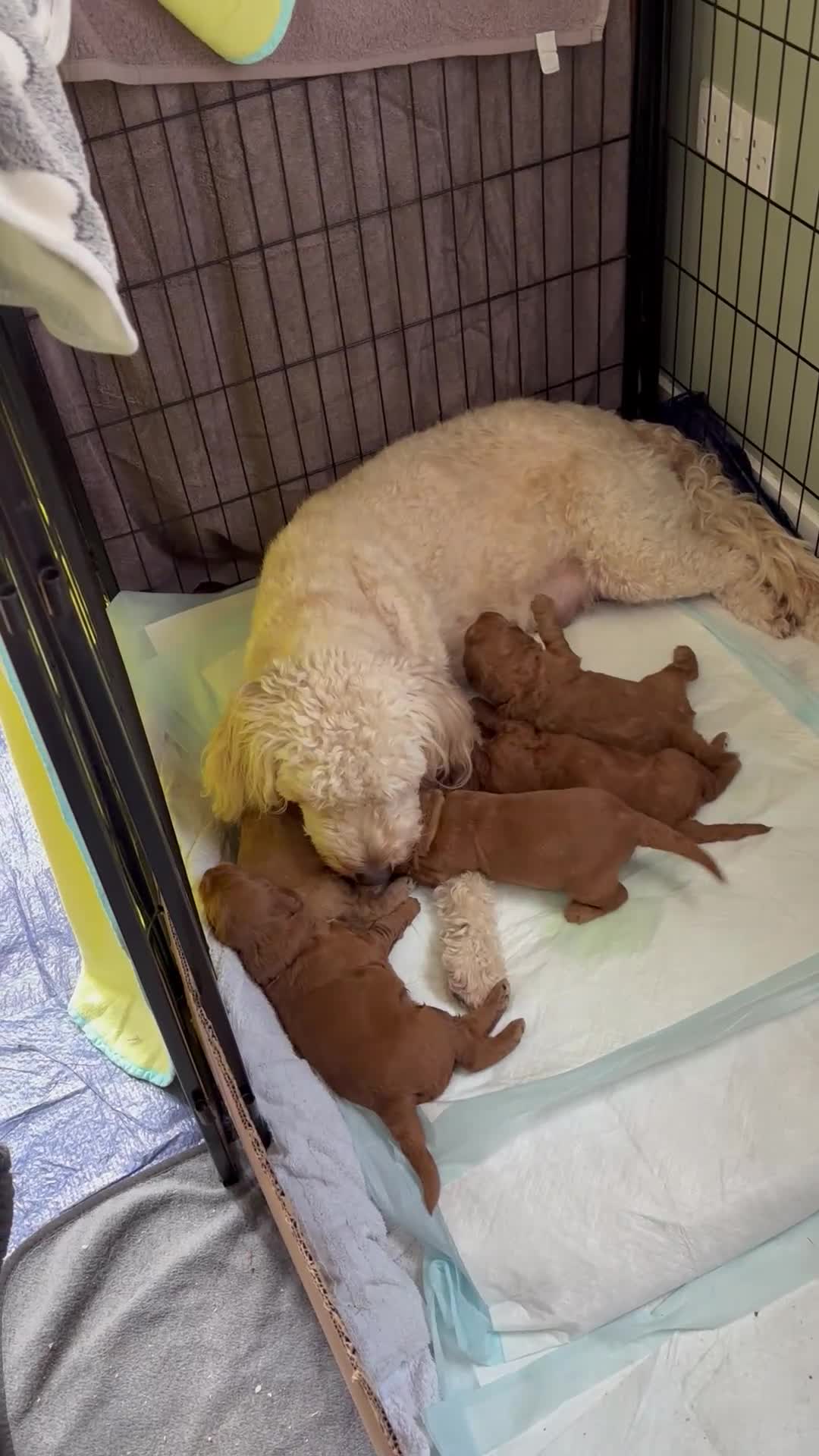 Mini Goldendoodle dogs for sale: ** 5 beautiful mini golden doodle puppies ** in Swindon - Video 2