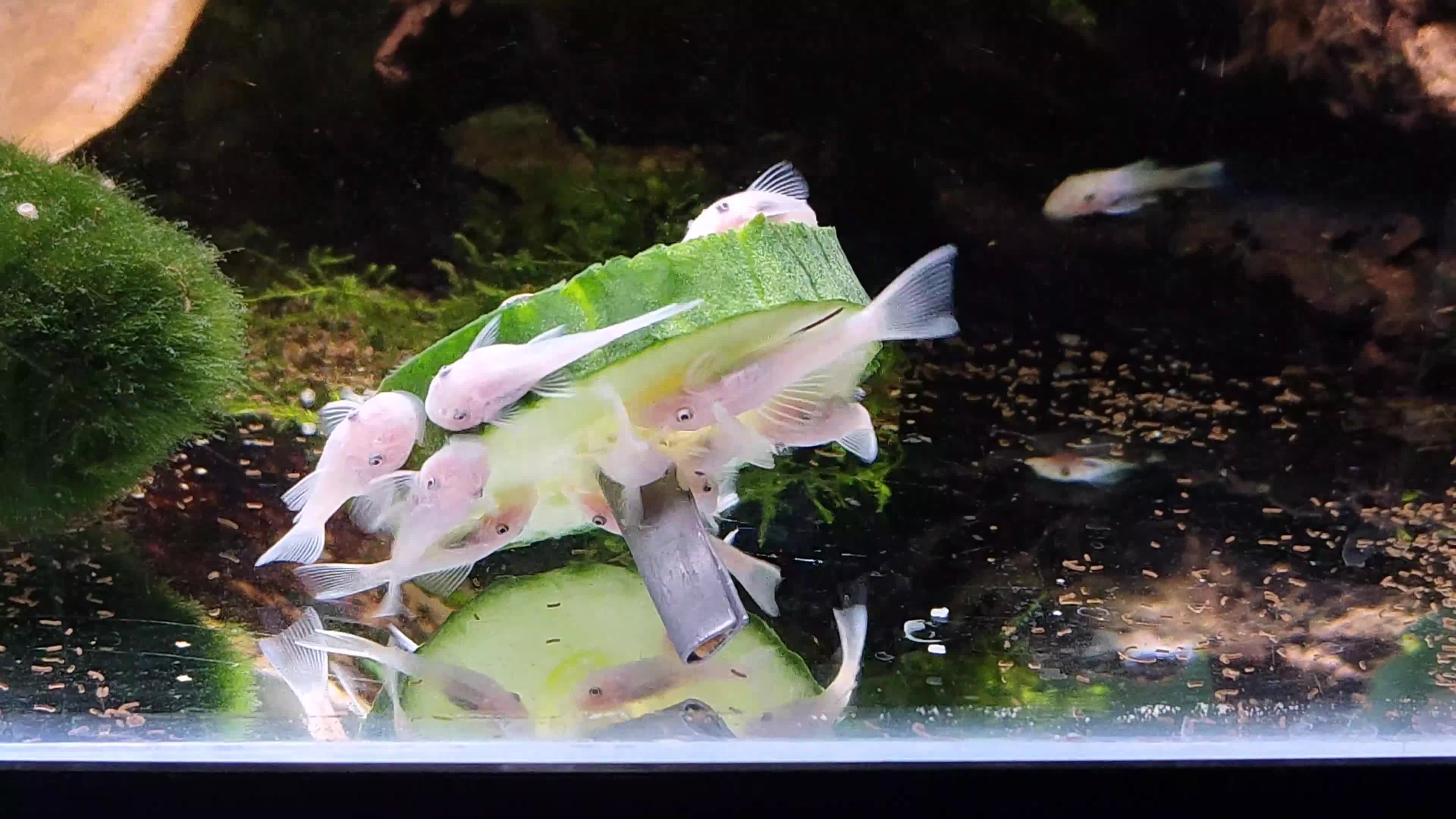Plecos fish for sale: Snow White Bristlenose Short Fin Plecos - Video 1