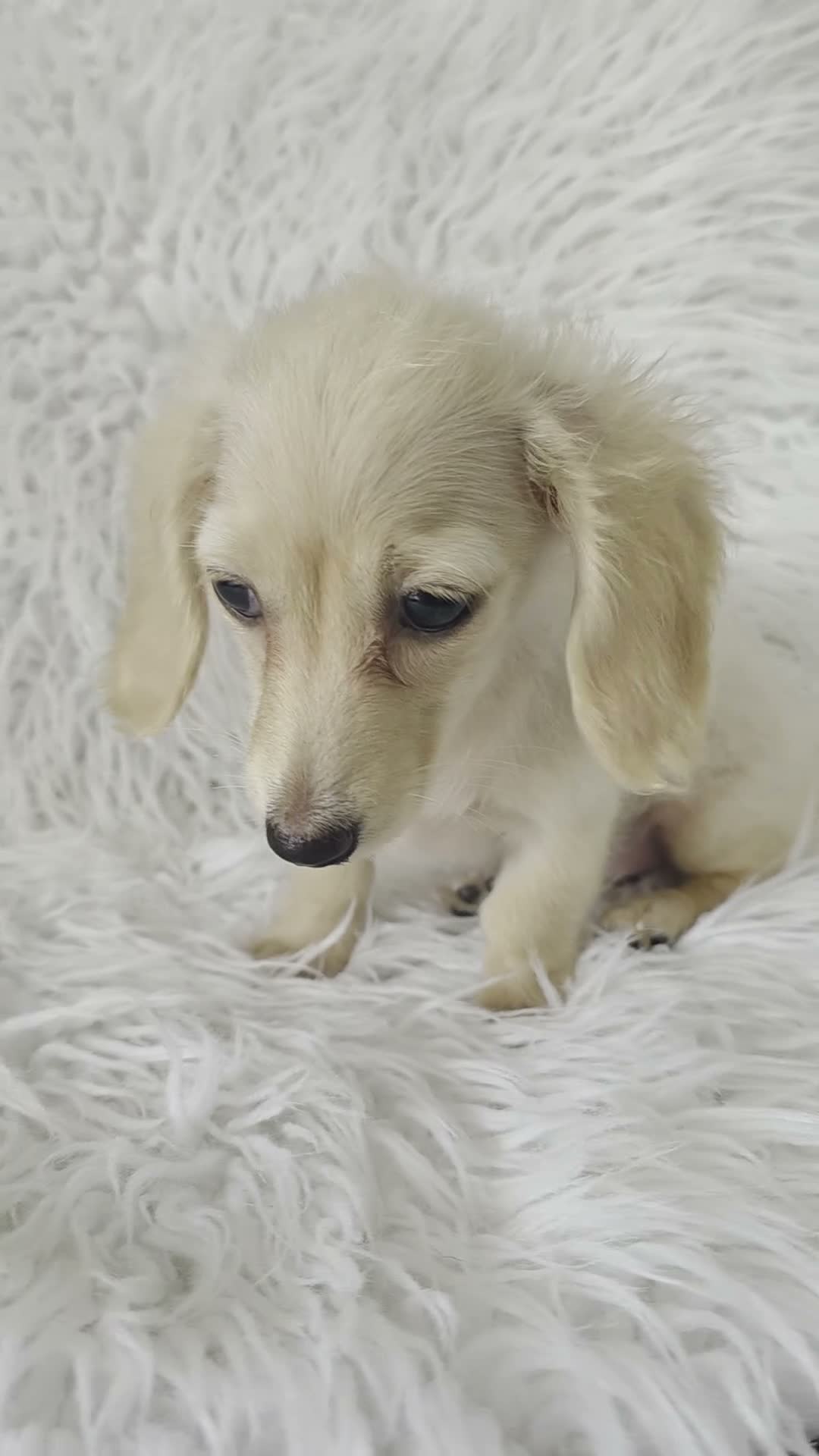 Miniature Dachshund dogs for sale: Beautuful princess kc cream long coat  - Video 1