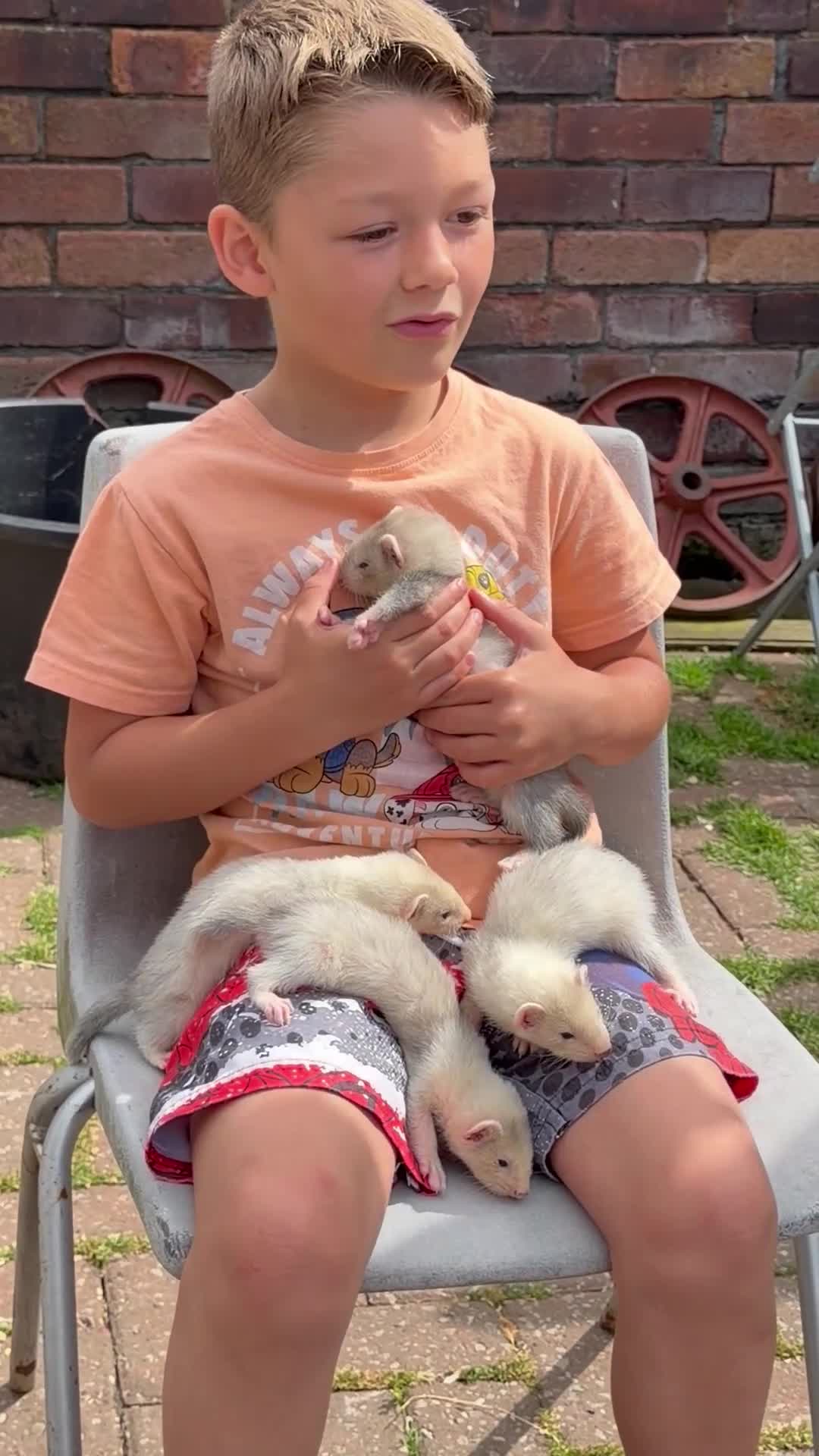 Ferret rodents for sale: 🦦 Adorable Ferret Kits (Pandas, Roans & Sables)🐾 - Video 2