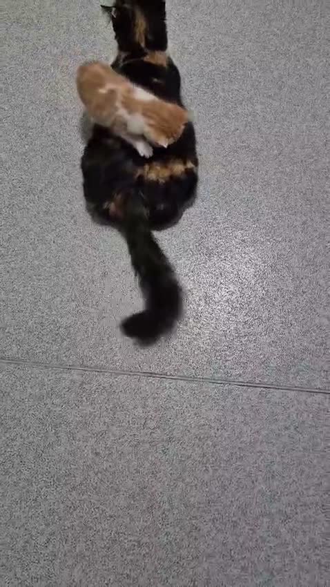 Mixed Breed cats for sale: beautiful kittens 😸 ready for new home  in Birmingham - Video 1