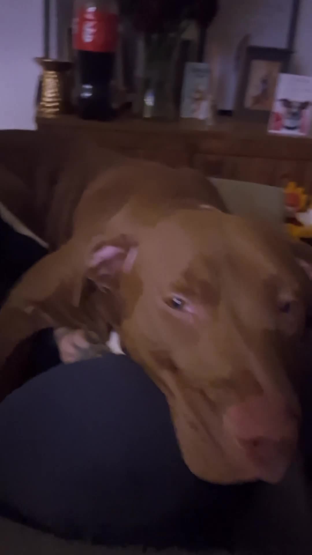 Mixed Breed dogs for sale: Honey is looking for the perfect home 💜 - Video 1