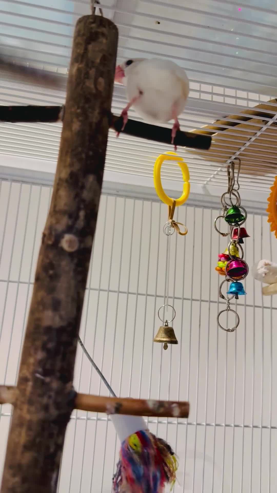 Finches birds for sale: White female Java sparrow in Runcorn - Video 1