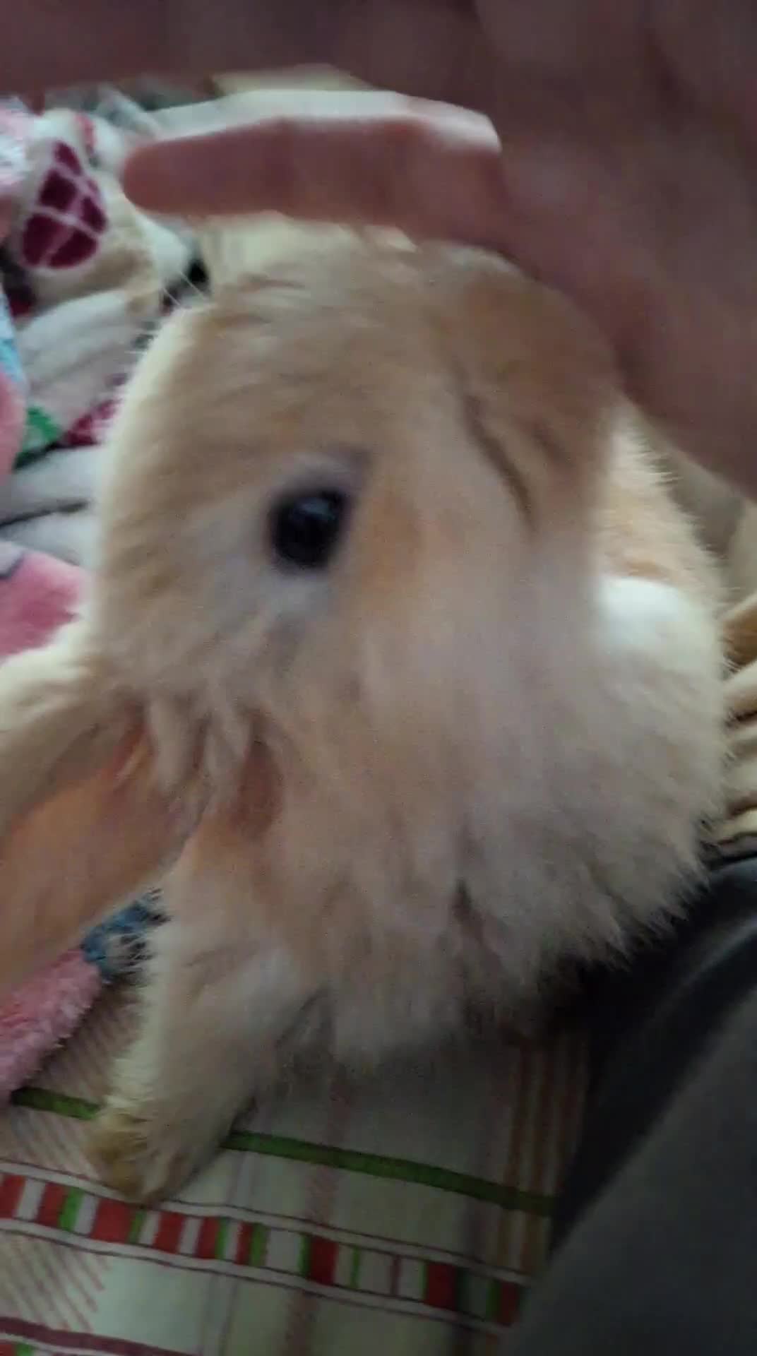 Mini Lop rabbits for sale: 4 beautiful mini lops, 2 boys 2 girls - Video 4