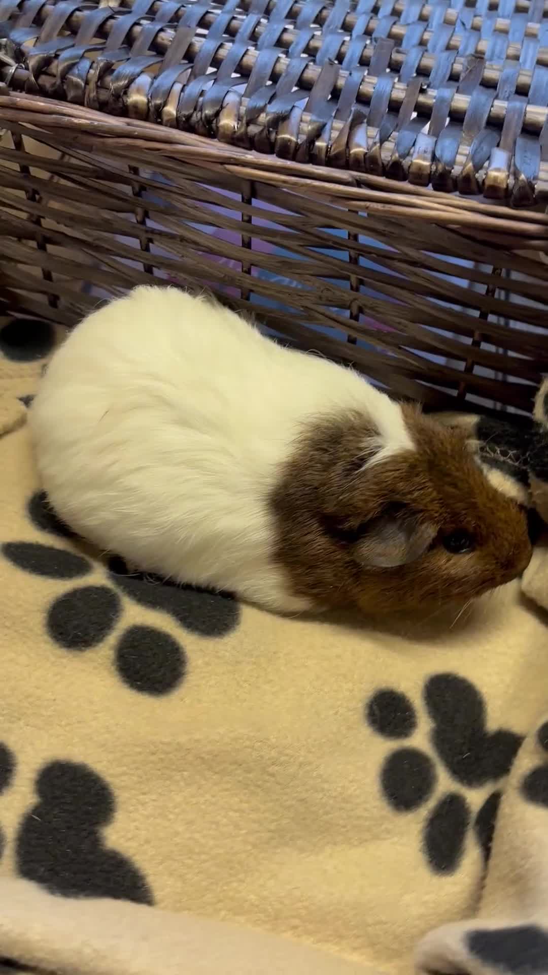 Guinea Pig rodents for sale: Beautiful young female guinea pig  - Video 1