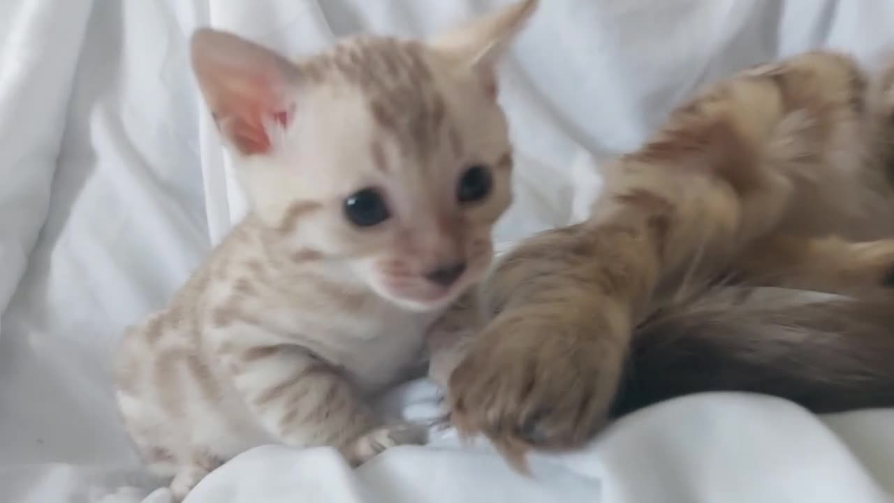 Bengal cats for sale: Pedigree Snow Bengal Kittens  - Video 3