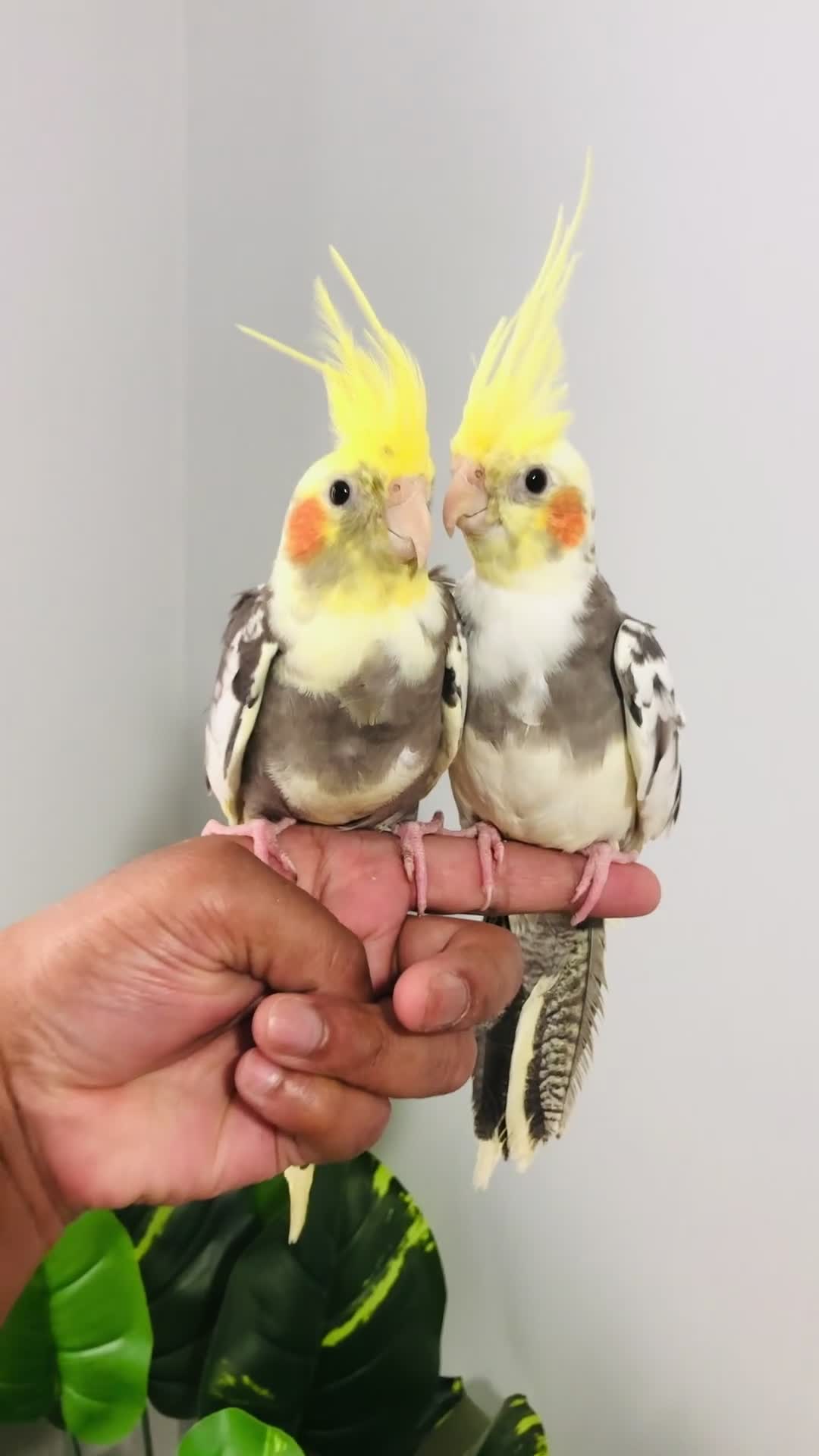 Cockatiels birds for sale: Beautiful hand tamed cockatiels for sale. - Video 1
