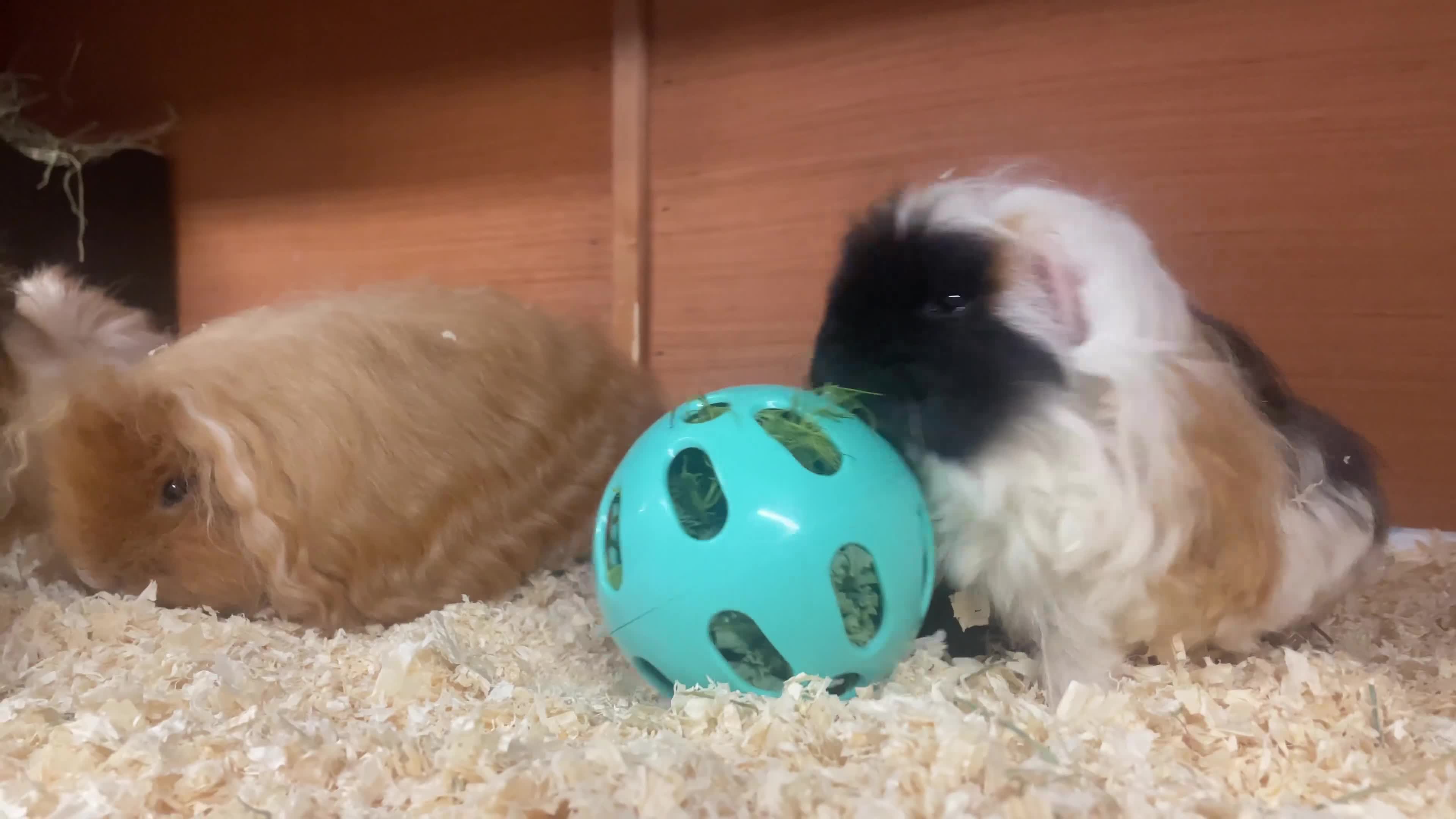 Guinea Pig rodents for sale: Sow Pet Pair and Boar - Video 1