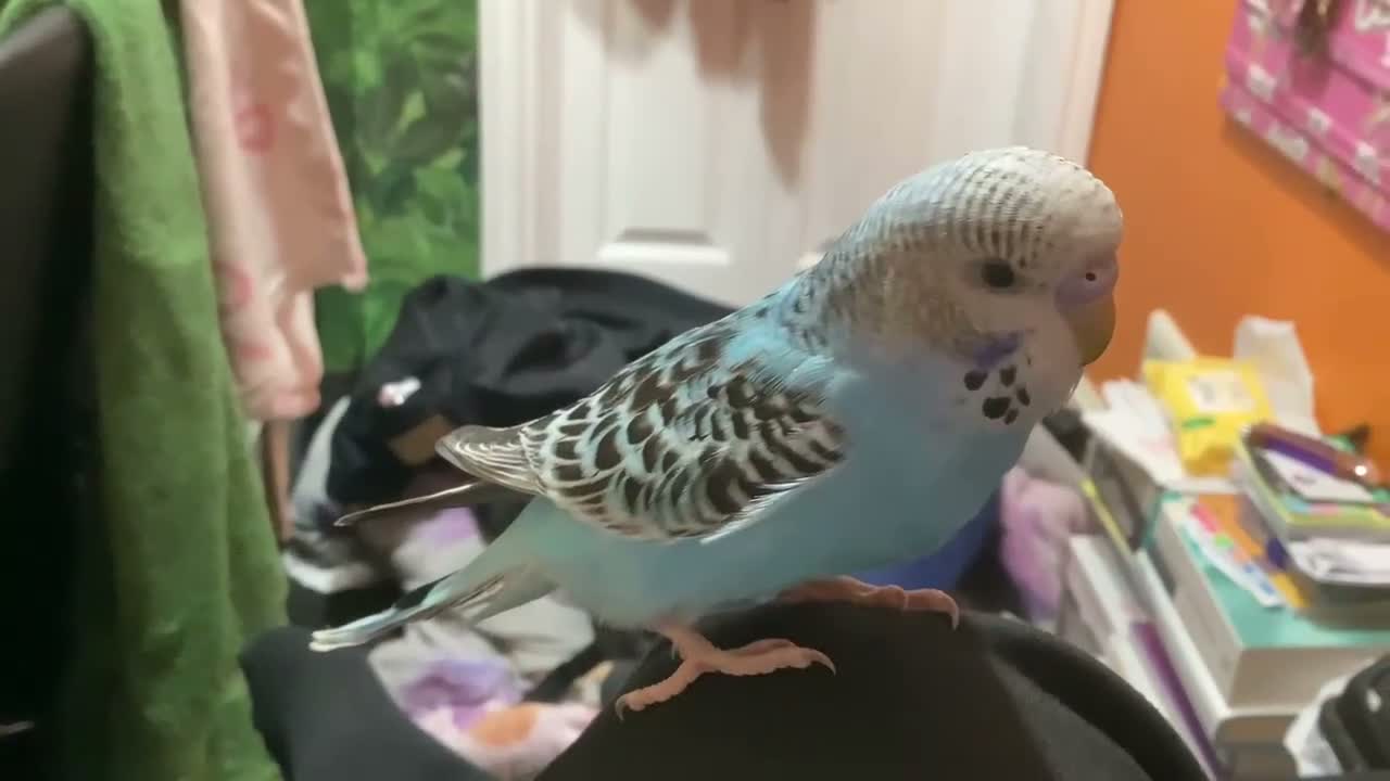 Budgerigars birds for sale: Hand-Tamed Budgerigar for sale in Oldham - Video 2