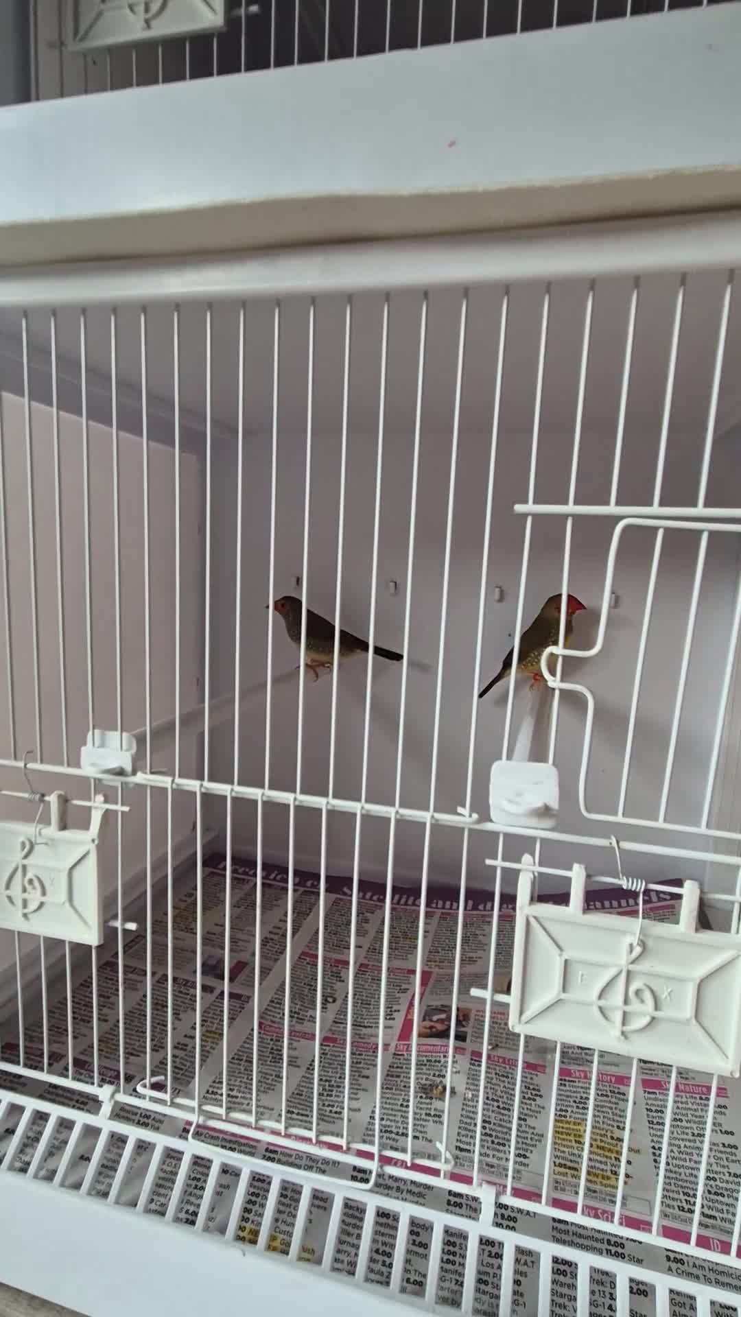Canaries birds for sale: Canaries for sale beautiful markings  - Video 1