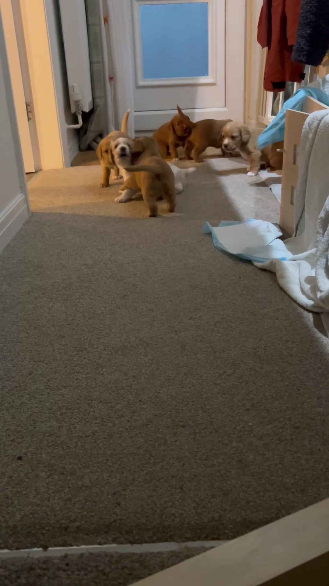Mixed Breed dogs for sale: Beagle/Red Fox Lab x Red Fox Lab pups - Video 2