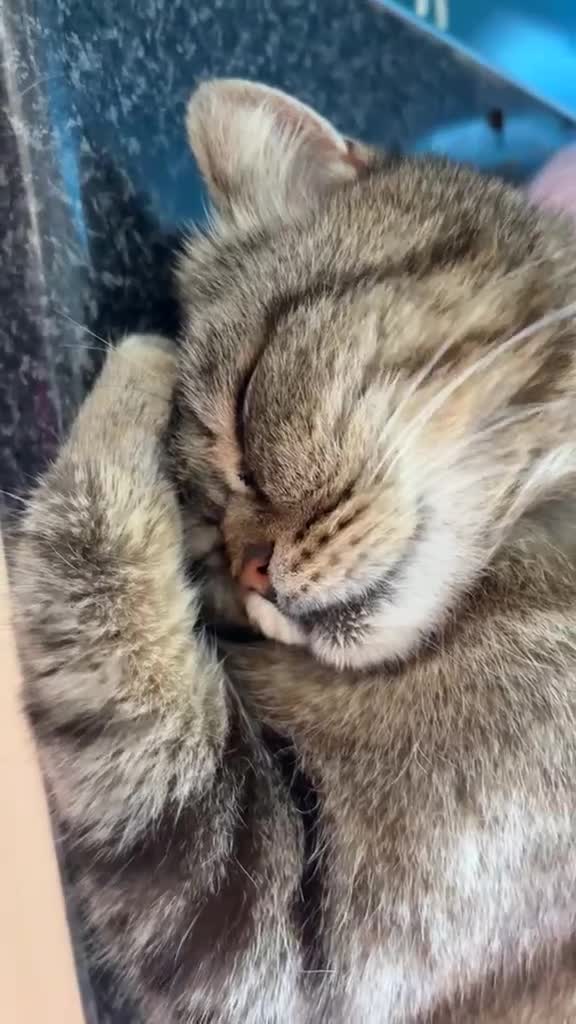 Scottish Fold cats for sale: Female Scottish fold  - Video 1